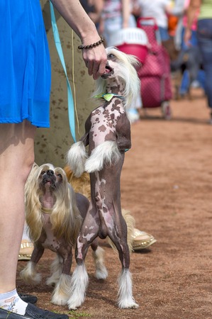 Two small dogs on their hind legs beg for food from the owner.の写真素材