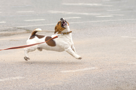 Jack Russell Terrierの写真素材