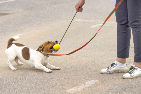 Jack Russell Terrierの写真素材