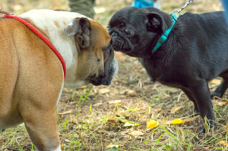 Pug dog Close-upの写真素材