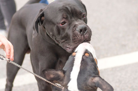 Acquaintance of two dogs close-up