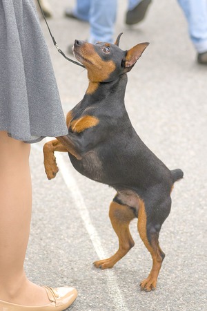 Doberman Pinscher dog close-upの写真素材