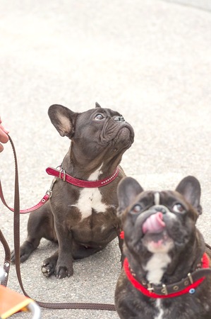 French Bulldog Close-upの写真素材