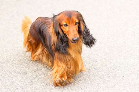 Typical Dachshund Close-up