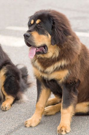 Big dog close-up