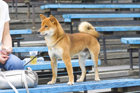 Dog Laika close-upの写真素材