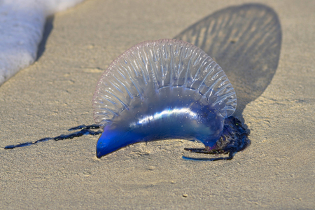 sea jellyfish on the shoreの写真素材
