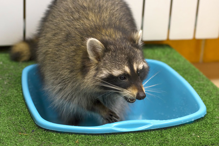 raccoon is washed in a blue pelvisの写真素材