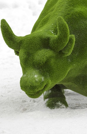 Head of a bull close-upの写真素材