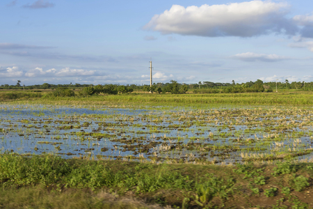 Rice field, green sprouts are covered with waterの写真素材