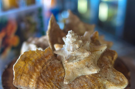 Large seashells on a plate, blurred background