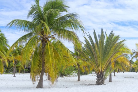 Heavenly place on earth, sun and sand with palm trees by the seaの写真素材