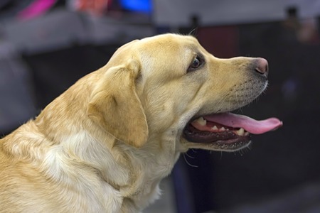 Head of Golden Retriever in profile, mouth open and tongue out cの写真素材