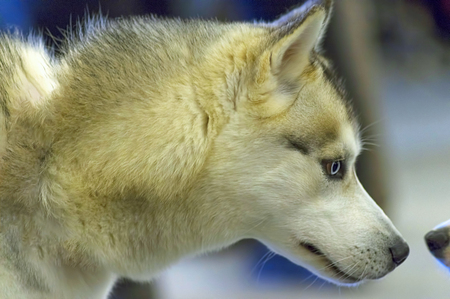 Siberian Husky dog with blue eyes and dense hairの写真素材