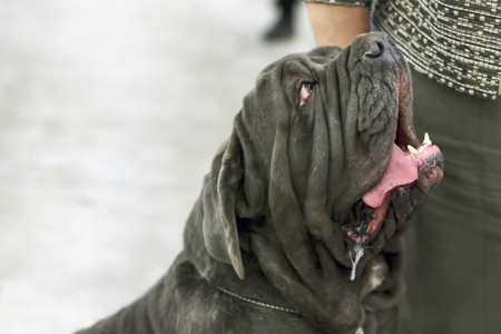 Neapolitana Mastino a huge dog with a calm character Close-upの写真素材