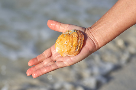 The sea shell with which water drips, is lifted from the ocean floor by a diverの写真素材