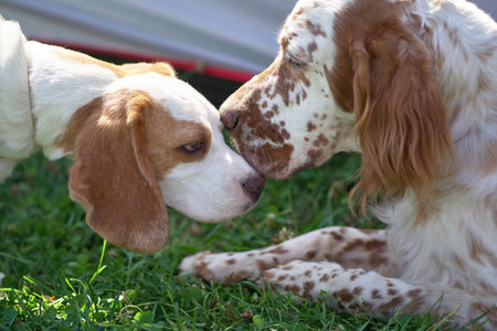 acquaintance of two dogs