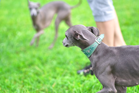 Leverette dog lies on the grass and looks at the camera close-up