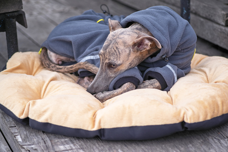 Leverette dog lies on the litter close-upの写真素材