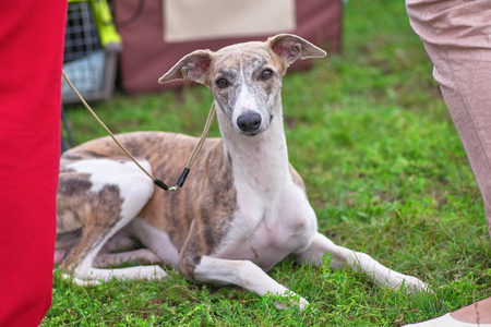 Leverette dog lies on the grass and looks at the camera close-upの写真素材