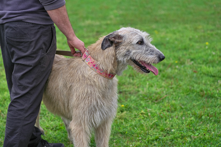 Wolfhounds are a collective name for large breeds of dogs that are bred and used for hunting for wolves or for protecting pastures from wolvesの写真素材