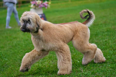 Afghan Hound Elegant Longhair Dog close-upの写真素材