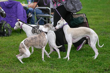 Leverette Several dogs against the background of grassの写真素材