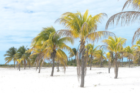 Coconut palm brightly stands out against the background of a cloudy skyの写真素材