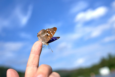 A butterfly sits on an index finger on a background of blue sky with white clouds. Sunny summer day