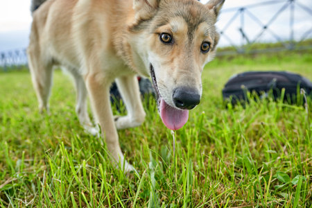 A white husky dog with a light red color looks at the camera, close-up shot from a lower point