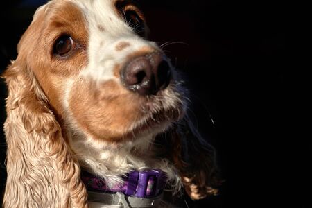 A white cocker spaniel dog with red spots looks into the camera. Black backgroundの写真素材