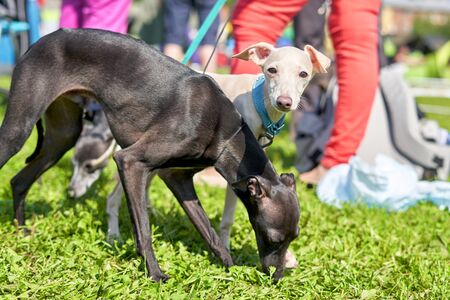 Two white and black leverets walk in the park on a summer sunny day. Close-upの写真素材