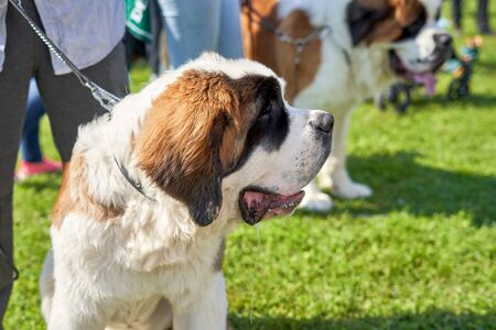 Saint bernard on the background of grass. The concept of the parody, dog lovers, strength, power, rescuers, kindnessの写真素材