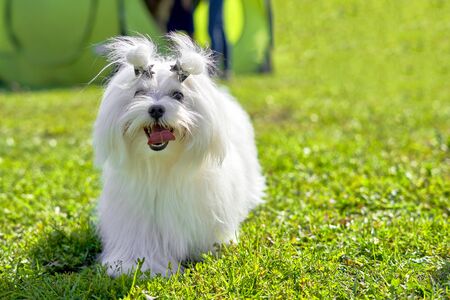 A small white dog runs to the camera on the grass in the park on a summer sunny day. Close-upの写真素材