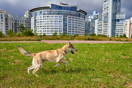 A white like dog with a light red color plays on the green grass, runs against the background of a modern cityの写真素材