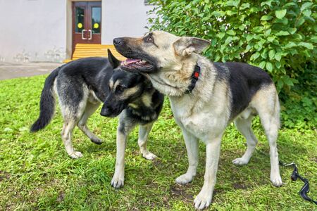 Two service dogs of the East European Shepherd breed on a background of green grass. Concept: friend, protection, fidelity, vigilance, securityの写真素材