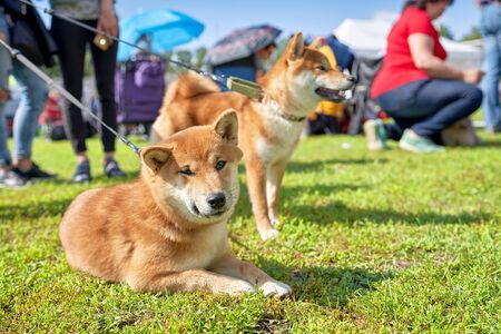 A light white white husk looks at the camera, close-up from the bottomの写真素材