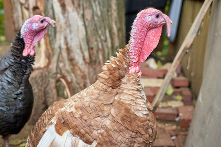 A turkey with a red head, beige plumage and a strong beak, close-up, village life at the poultry...