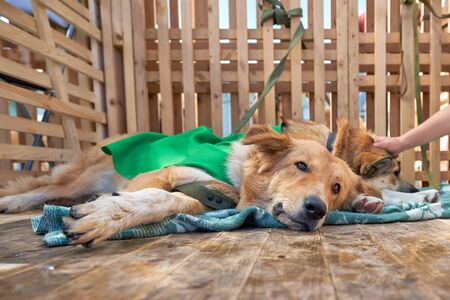 Dog shelter, the dog lies on the bedding and looks into the camera with a sad look. Wooden cage with a floorの写真素材