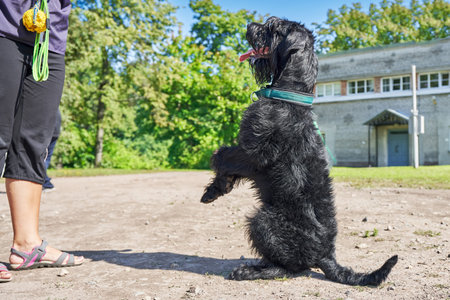 Big black giant Schnauzer dog sitting on its hind legs before its master. Workout in the Park