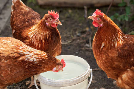 Three brown chicken hens drink from the bowl, a spray of water. Bird farm. Close-upの写真素材