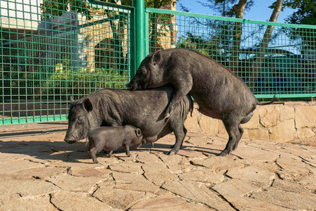 Big black pig mating with a female, near a small baby sucking milk from his mother. Reproduction of...