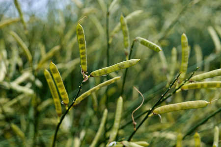 Green pods of wild peas with peas shining in the sun. Legume harvest, agriculture and agricultureの写真素材