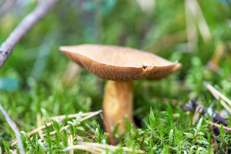 A large yellow flywheel mushroom has grown in the green grass. Spongy edible mushroom close upの写真素材