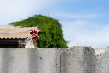 The head of a rooster with a red comb peeks out from behind a concrete fence.