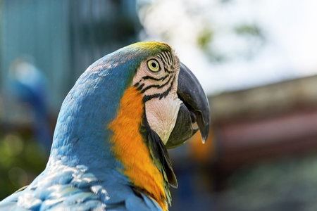 A multi colored parrot bird head with a large beak looks diagonally up the frame