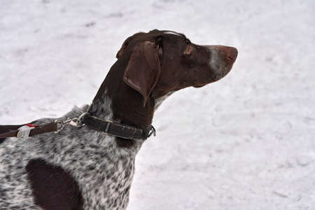 Portrait of hunting dog Setter Pointer Kurzhaar amid snowの写真素材