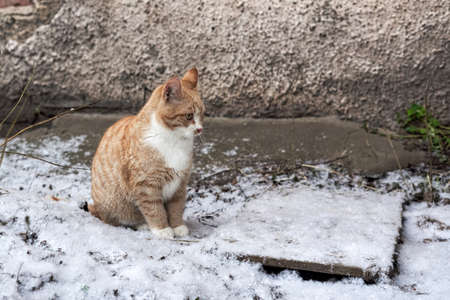 Red cat sits in the snow near a stone wallの写真素材