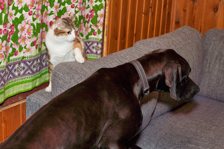 Cat hides behind the back of the sofa from the big black dog