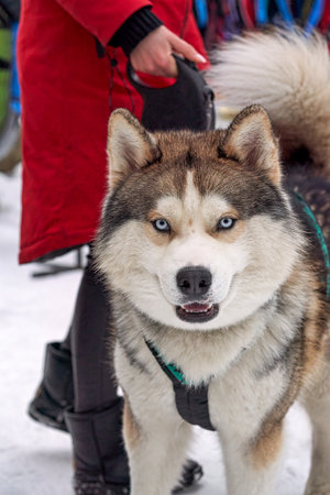 Head portrait of a sabaka of a husky breed against a carの写真素材
